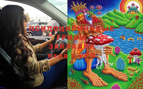 PSILOCYBIN Бородино